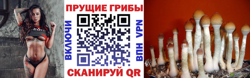 Галлюциногенные грибы GOLDEN TEACHER  blacksprut рабочий сайт  Таштагол  купить  